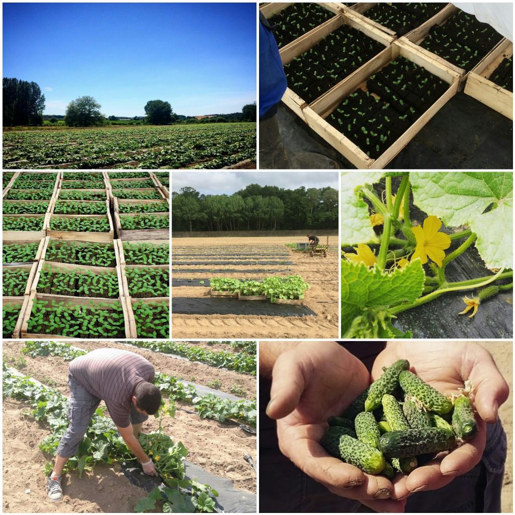 Petit précis de la culture du cornichon