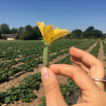 Objectifs dépassés pour le Cornichon Français Jardin d'Orante !