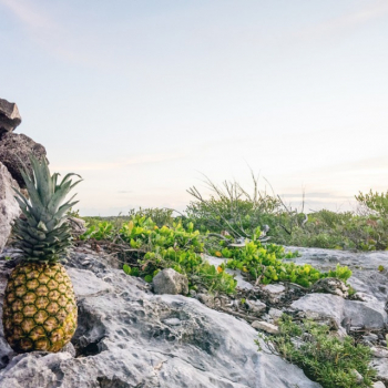 Astuces pour replanter un ananas