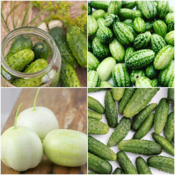 Cornichons du Monde