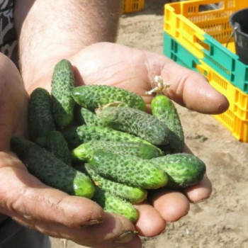 Le Parisien parle de nos Cornichons Français