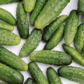 Le cornichon, c'est tendance !