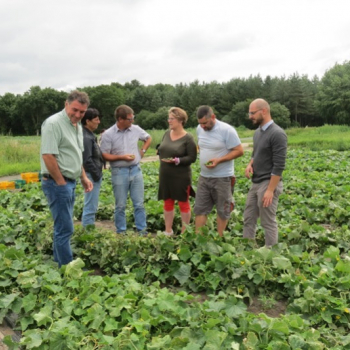 Cornichon Français : nos agriculteurs partagent leurs connaissances